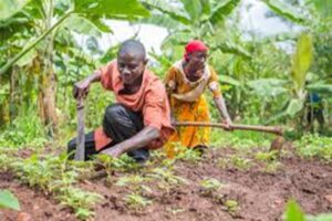 Article-agri-300x200 Programme YEP